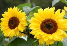 Anotimpurile prin ochi de copil by Alexia Ispas - Ourboox.com