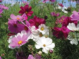 Anotimpurile prin ochi de copil by Alexia Ispas - Ourboox.com