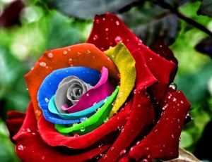 Ніжні троянди by Оксана Анатоліївна Мартинюк вчитель зарубіжної літератури Перерослівського ліцею - Illustrated by матеріали для уроків - Ourboox.com