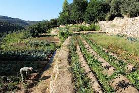 מרד בר כוכבא by yosef yerushalmi - Illustrated by יוסף ירושלמי - Ourboox.com