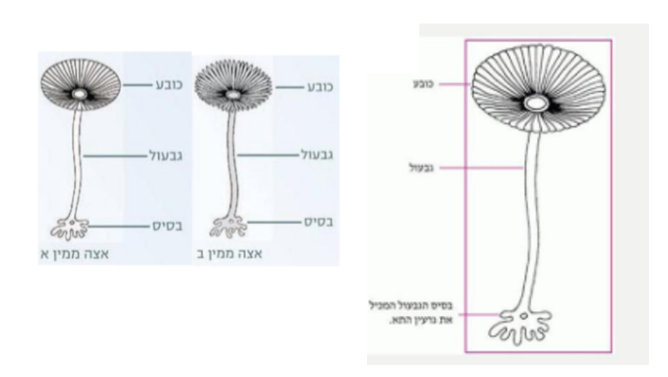 גרעין התא by nava levy - Ourboox.com