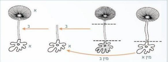 גרעין התא by nava levy - Ourboox.com