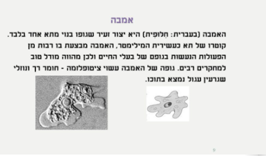 גרעין התא by nava levy - Ourboox.com