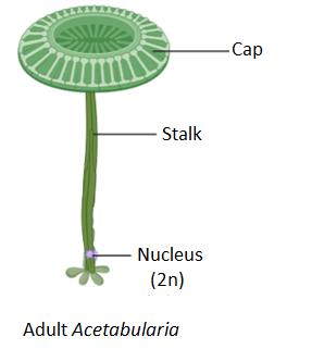 גרעין התא by nava levy - Ourboox.com
