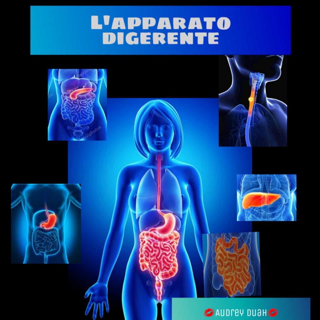L’apparato digerente by AUDREY - Ourboox.com