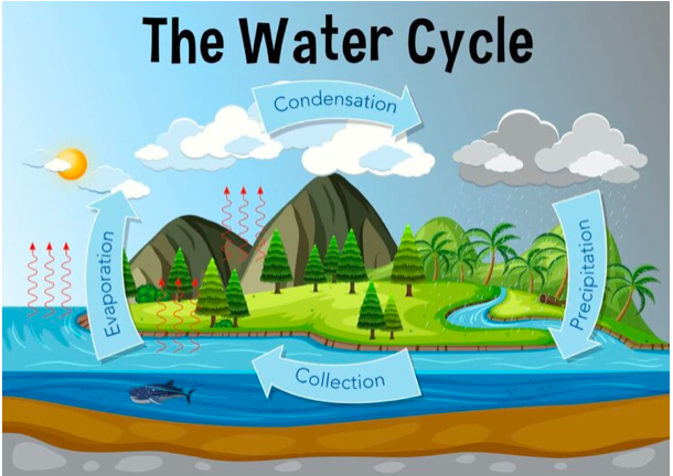 The Wonderful Water Cycle by Amelia Canestrari - Ourboox.com