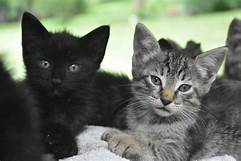 Elza Gutmacher by Elza gutmacher - Ourboox.com