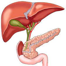 L’apparato digerente by AUDREY - Ourboox.com