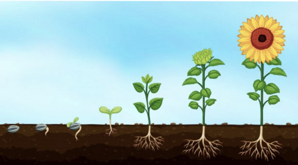 The Life Cycle of a Plant by Courtney Unger - Ourboox.com