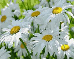 Природа навколо нас by Larisa - Ourboox.com