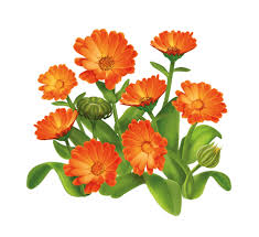 Природа навколо нас by Larisa - Ourboox.com