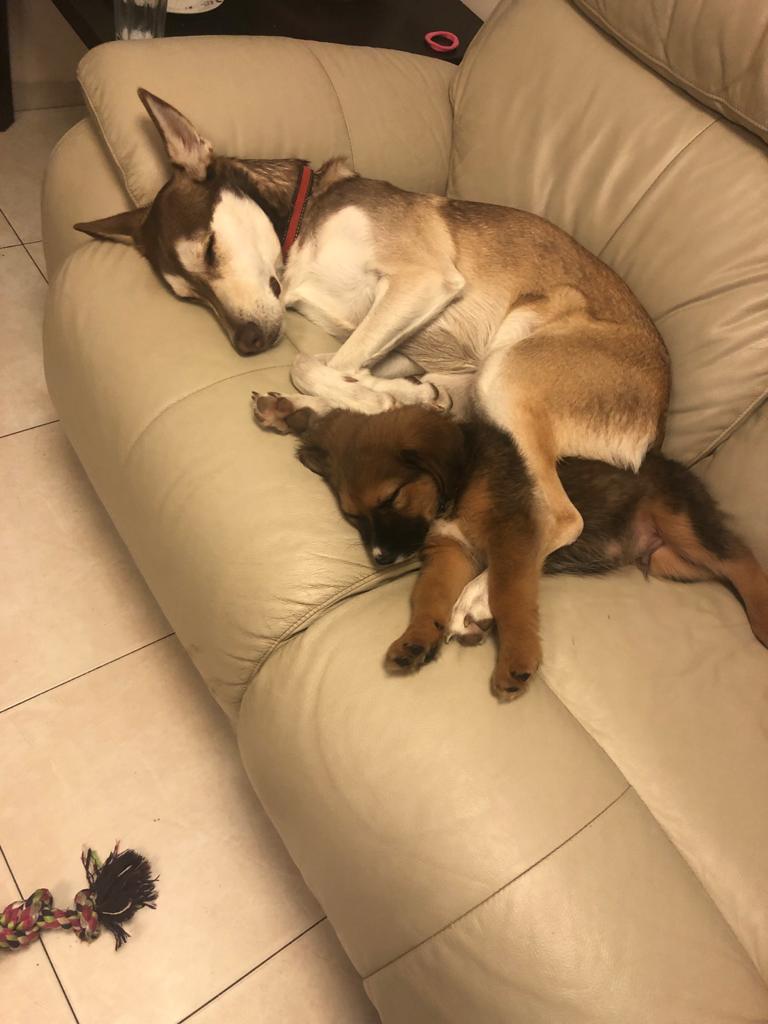 Ori by Ori Alchich - Ourboox.com