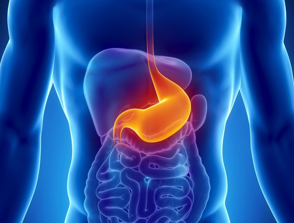 L’apparato digerente by AUDREY - Ourboox.com