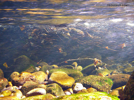 Dewey the raindrop by Caleb Ryon & Connor Steenhoek - Ourboox.com