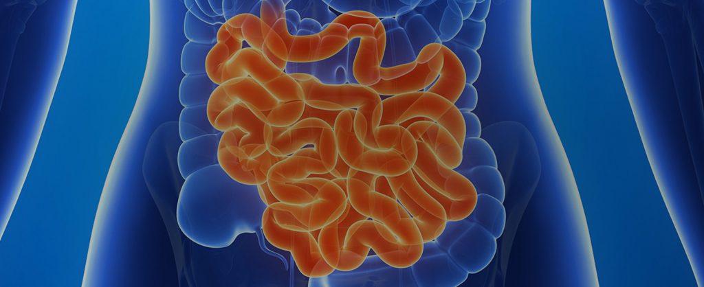 L’apparato digerente by AUDREY - Ourboox.com