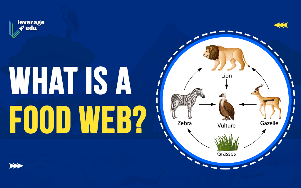 Intro to Food Webs - Ourboox