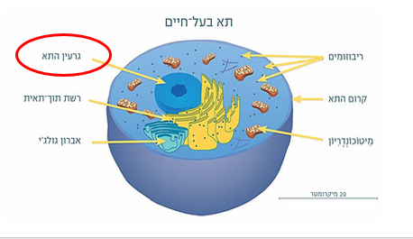 גרעין התא by nava levy - Ourboox.com