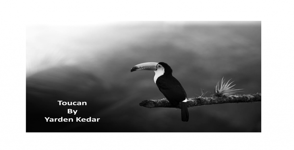 Toucan by Yarden Kedar - Ourboox.com