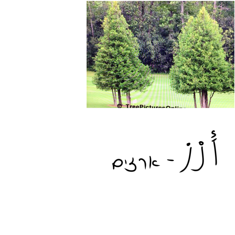 אוצר מילים דוד ארז by janet - Ourboox.com