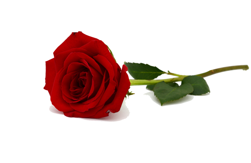 ערבית by danielmashash - Ourboox.com