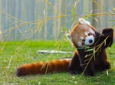 Панди by Cvetomira Danielova Antonova - Ourboox.com