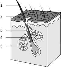 Значення волосся в житті людини. by OMELCHENKO OLENA - Ourboox.com