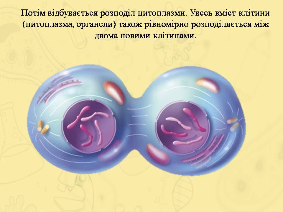 Розмноження клітин 6клас. by Pidgorodetska Olena - Ourboox.com