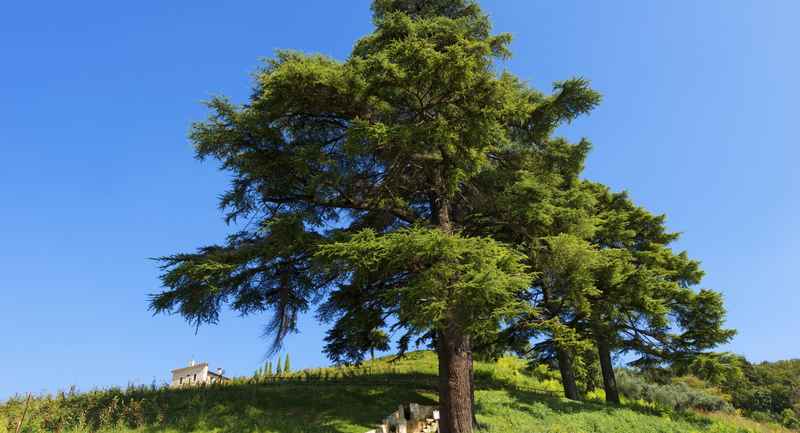 אותיות ארז דוד by noa israel - Ourboox.com