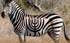 דוד ארז (ליאל קוץ ואורי טובול) by lielkuts - Ourboox.com