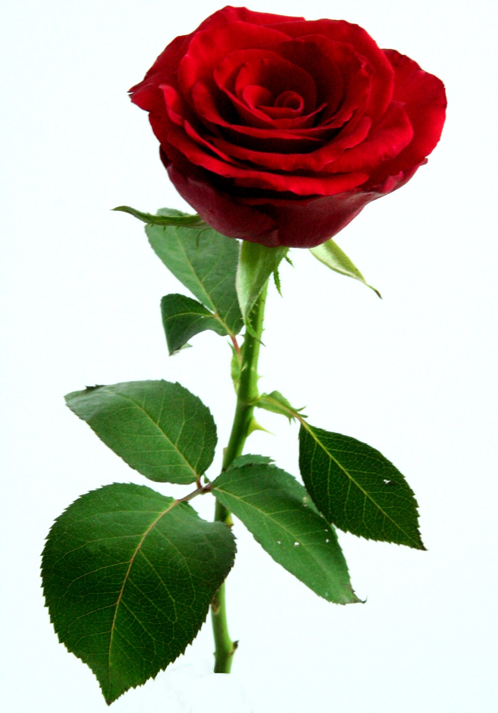 אוצר מילים של ארז דוד by Hori kadosh - Ourboox.com