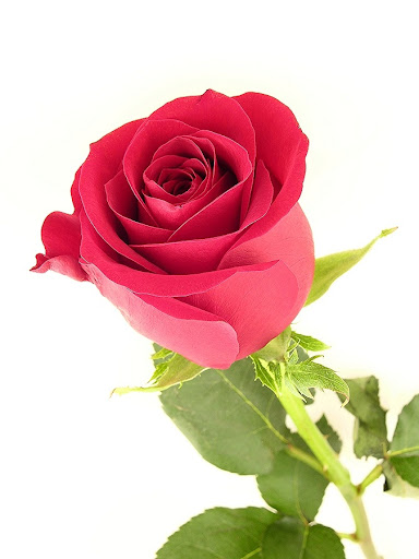 אוצר מילים של ארז דוד by roni - Ourboox.com