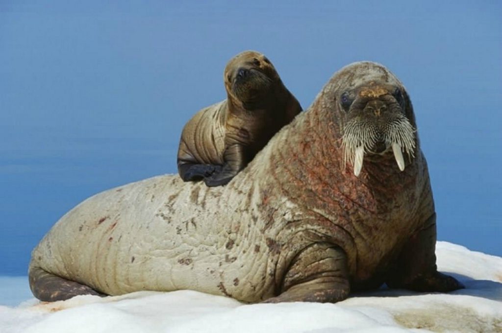 День моржа by Марина  - Ourboox.com