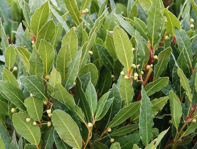 ЦАРИЦЯ КОРИЦЯ, ПАН ШАФРАН ТА ІНШІ by Larisa Yatsiuk - Illustrated by Лариса ЯЦЮК - Ourboox.com