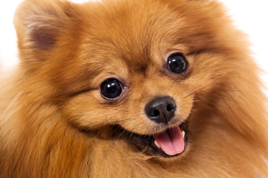 Bruno by Violeta - Ourboox.com