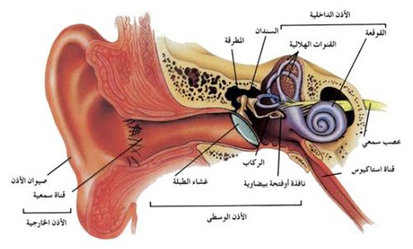 الحواس by Mustafa Barq - Ourboox.com