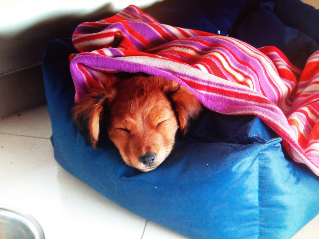 יום בחיי כלב by noy attias - Ourboox.com