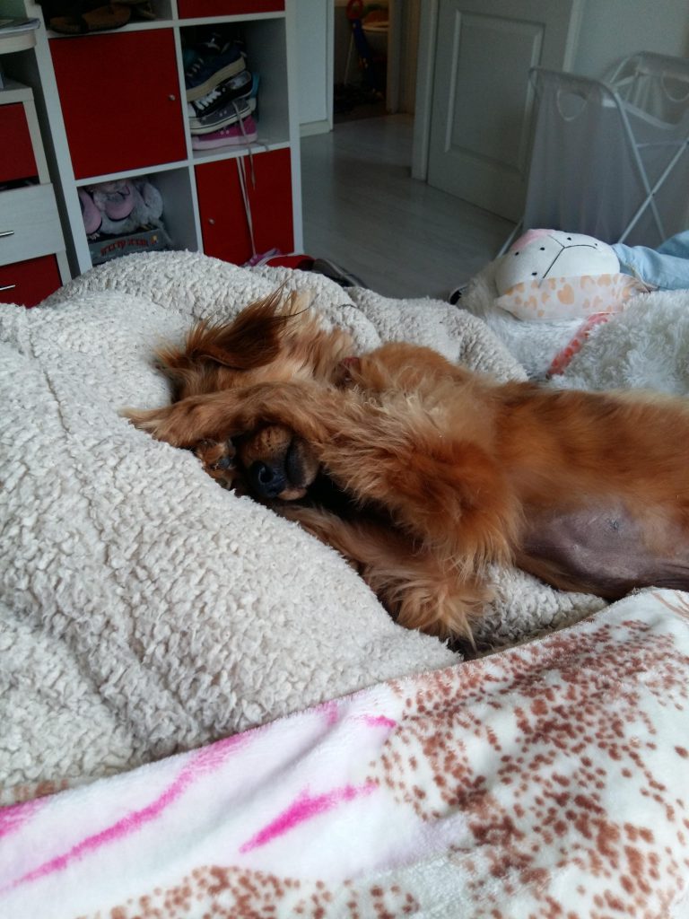 יום בחיי כלב by noy attias - Ourboox.com