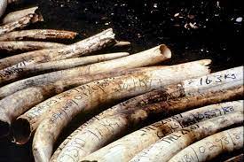 Poaching Human Impact Project by Caleb Klinkenberg - Ourboox.com