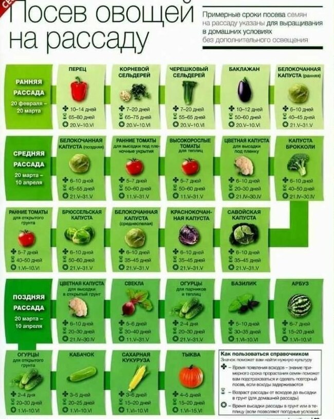 Советы садоводам и огородникам by Anastasia - Illustrated by Иваничева Анастасия - Ourboox.com