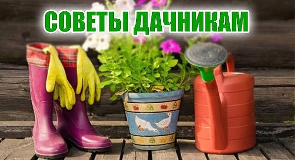 Советы садоводам и огородникам by Anastasia - Illustrated by Иваничева Анастасия - Ourboox.com