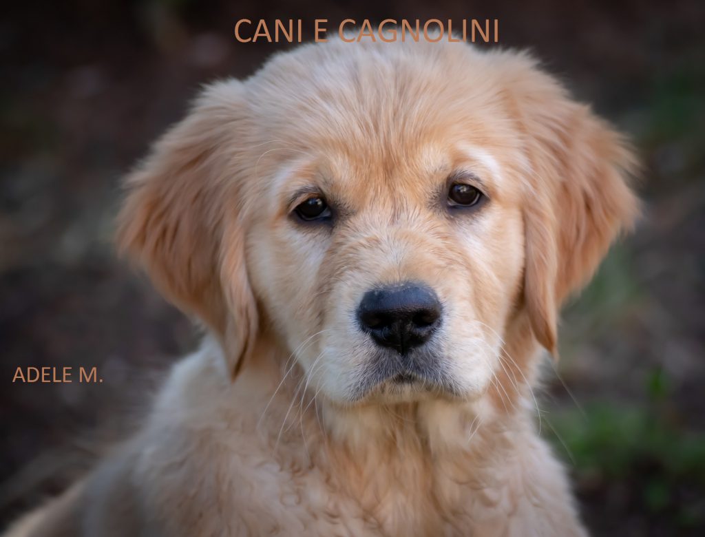 cani e cagnolini by Terza B. - Ourboox.com