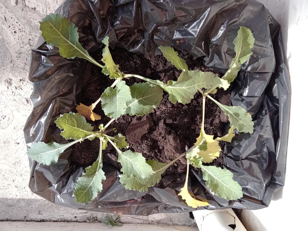 L’Orto a Scuola by Fabrizia Massi - Ourboox.com