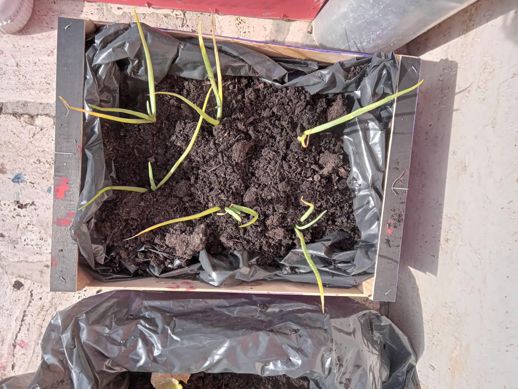 L’Orto a Scuola by Fabrizia Massi - Ourboox.com