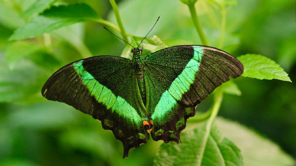 IL CORVO E LA FARFALLA by Terza A. - Illustrated by Valentina Ardesi - Ourboox.com