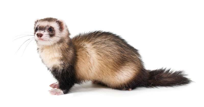 עבודה באנגלית נגה וליהי by LIHI ZILBERSTEIN - Ourboox.com