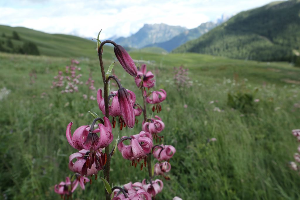 Fiori by Katy Duriavig - Illustrated by Katy Duriavig - Ourboox.com