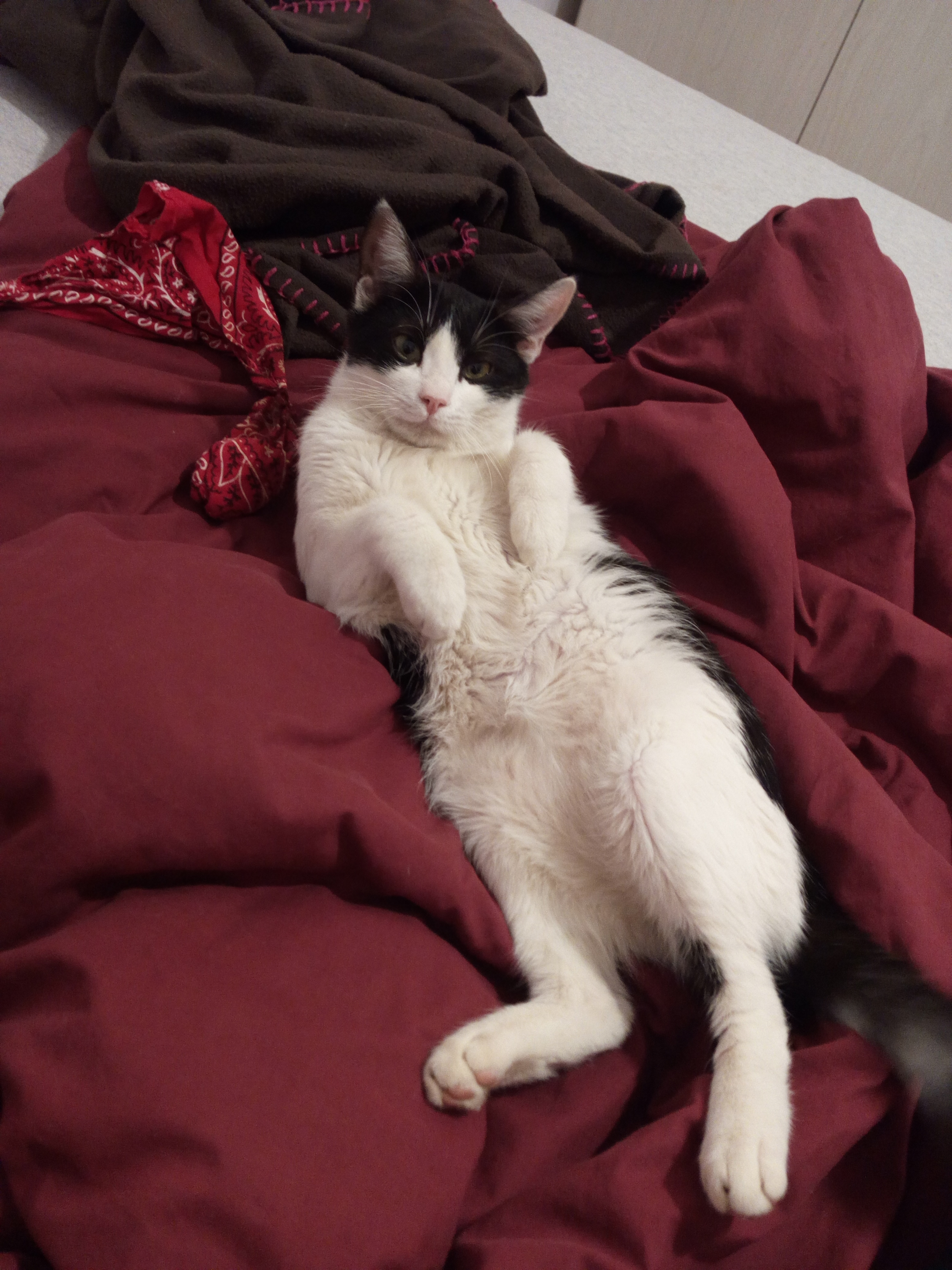 החתולה קרי by Bar Weiler - Ourboox.com