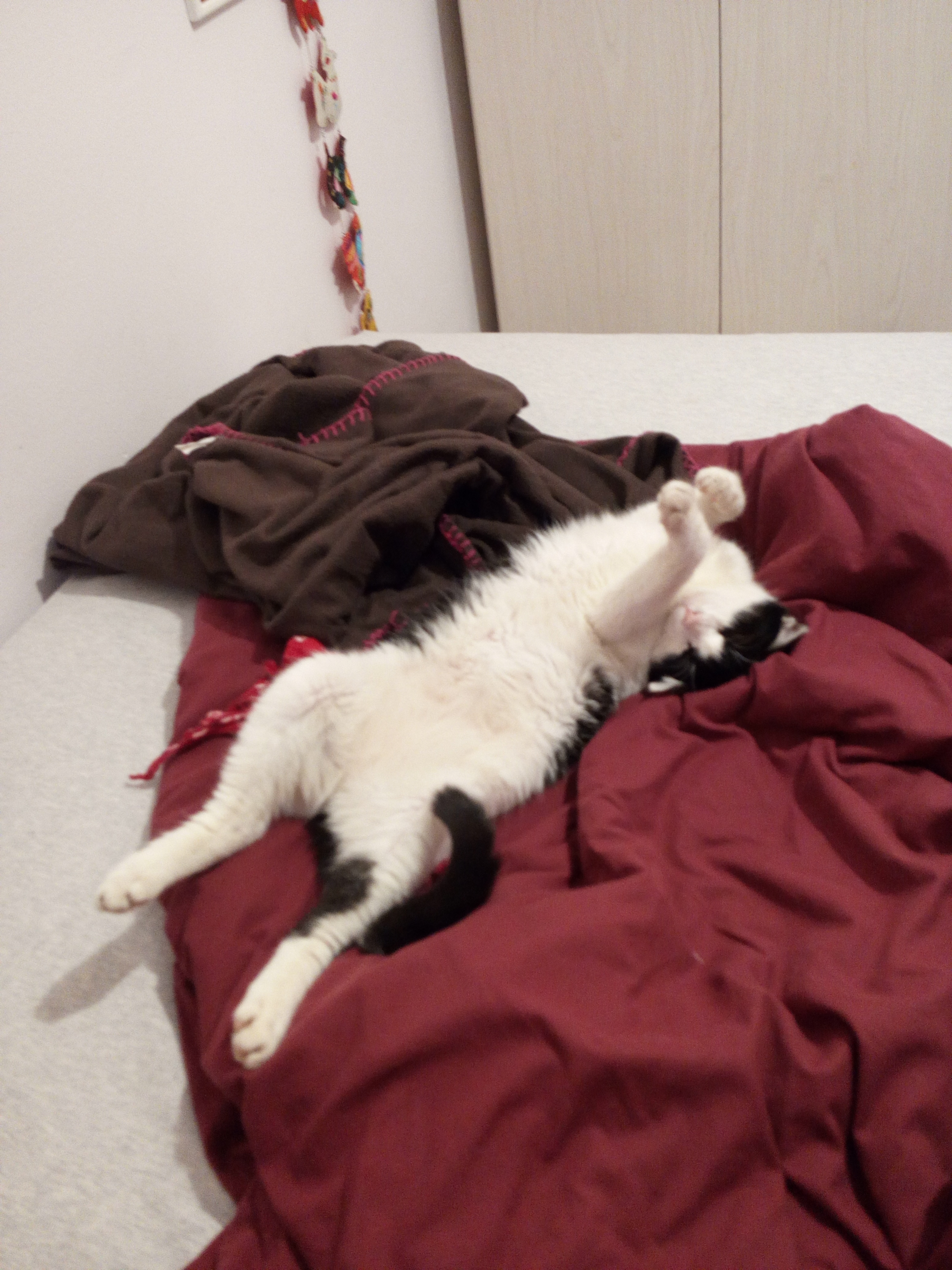 החתולה קרי by Bar Weiler - Ourboox.com