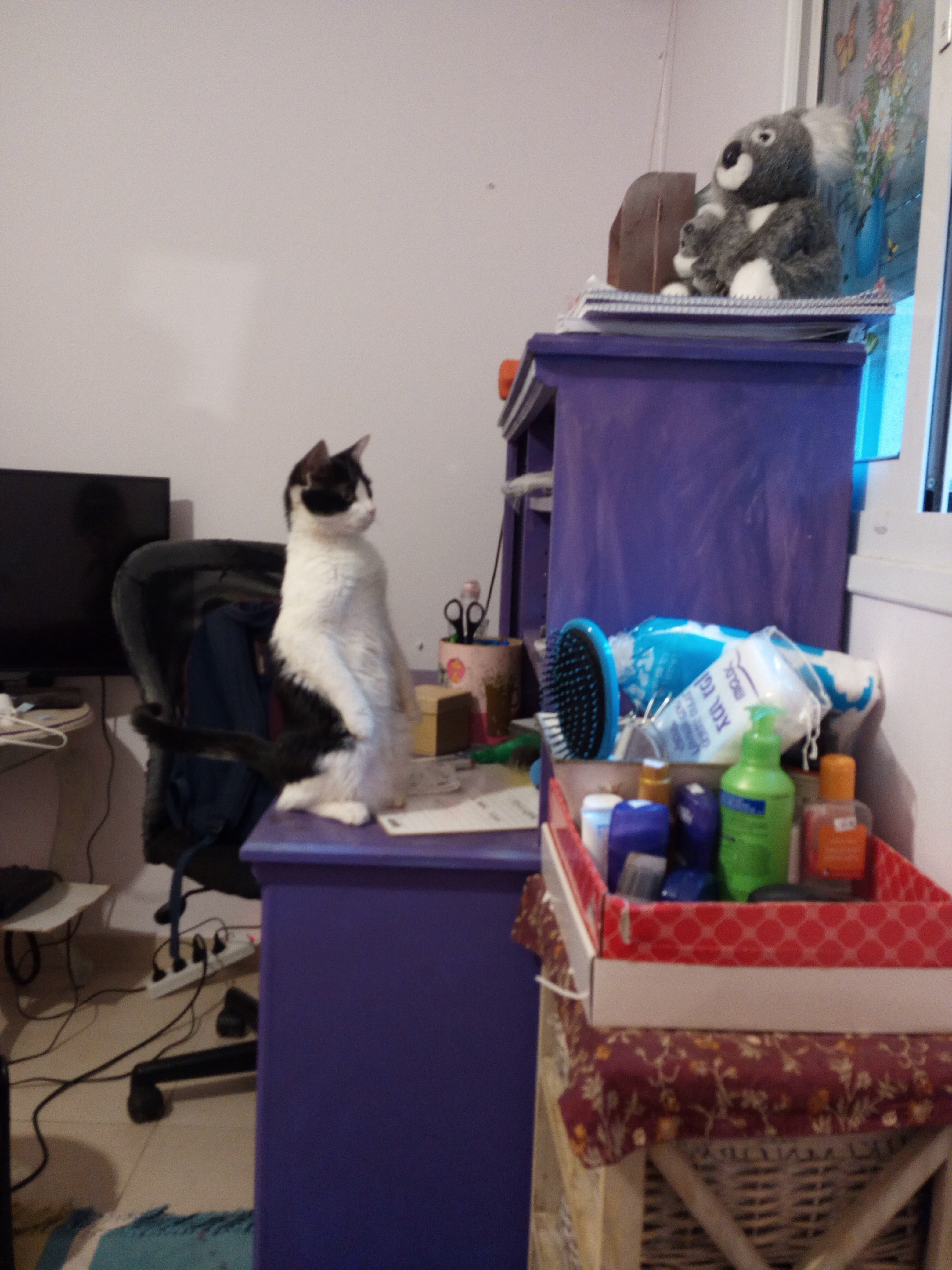 החתולה קרי by Bar Weiler - Ourboox.com