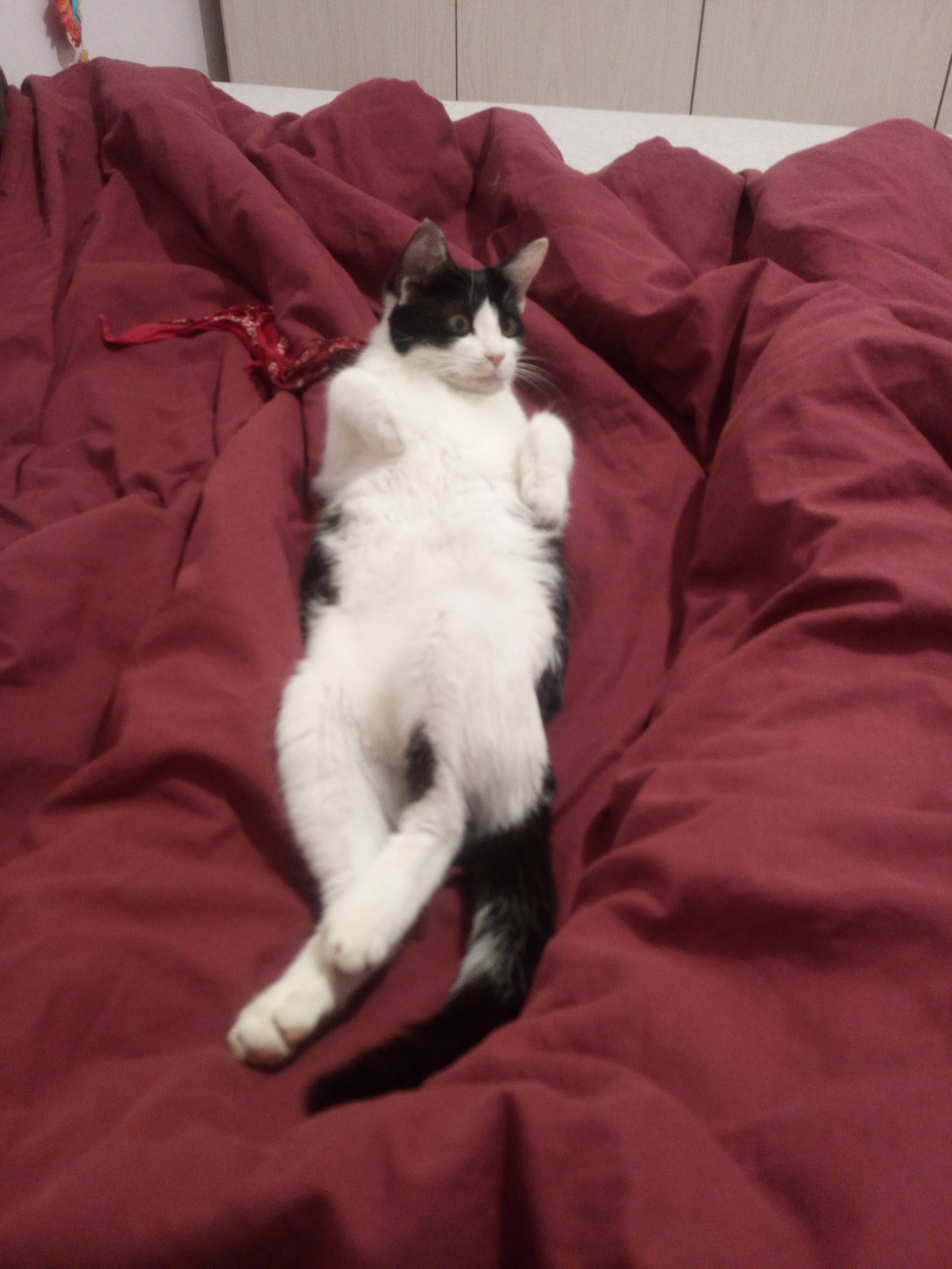 החתולה קרי by Bar Weiler - Ourboox.com